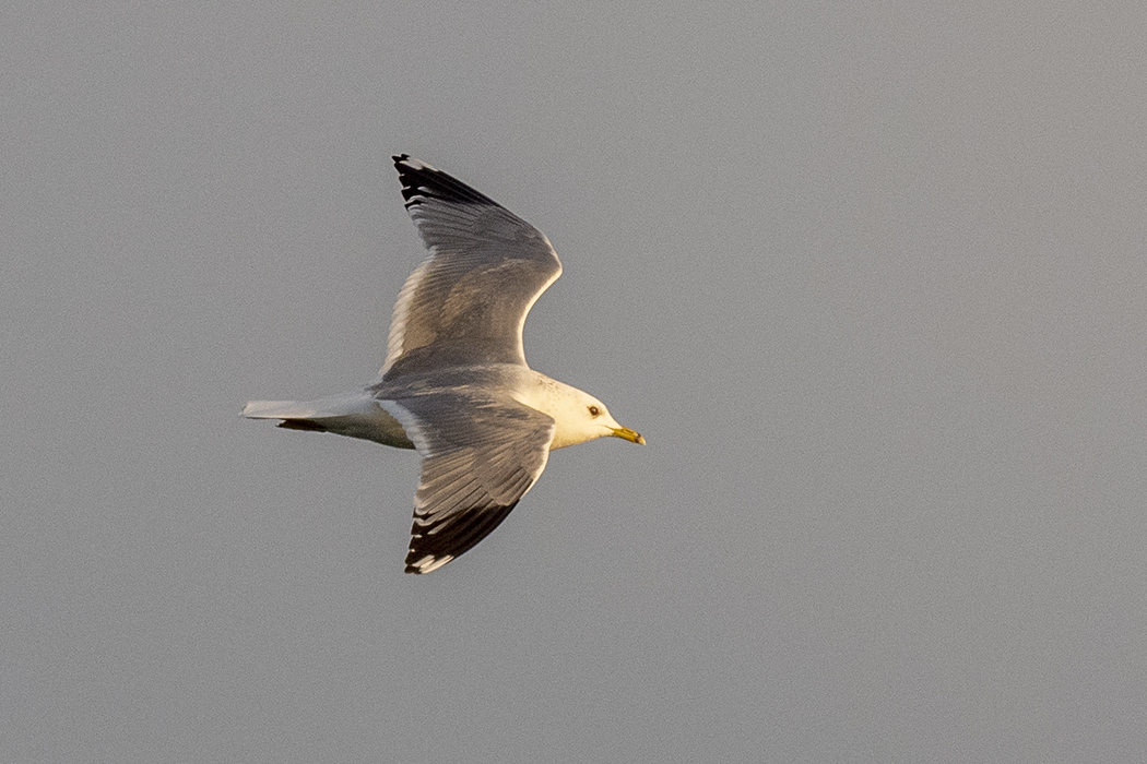 Mew Gull